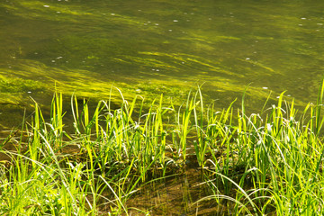 Vorgol river near Yelets. Lipetsk region. Russia