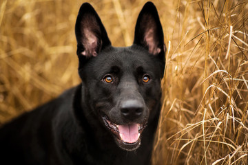 Portrait of cute mixed breed black dog walking on autumn meadow.
