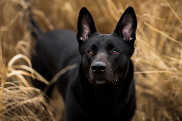 Portrait of cute mixed breed black dog walking on autumn meadow.