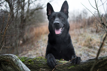 Portrait of cute mixed breed black dog walking on autumn meadow.