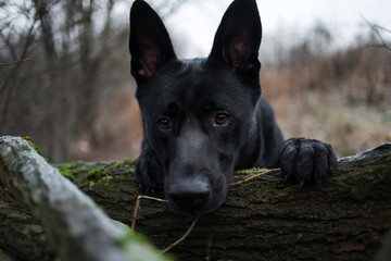 Portrait of cute mixed breed black dog walking on autumn meadow.