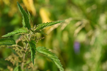 ortie allergie piquer vert soupe