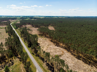 drzewa las bory bory tucholskie las las sosnowy sosny lato © Dariusz