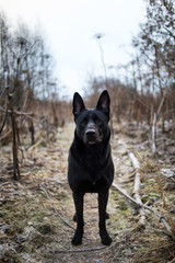 Portrait of cute mixed breed black dog walking on autumn meadow.