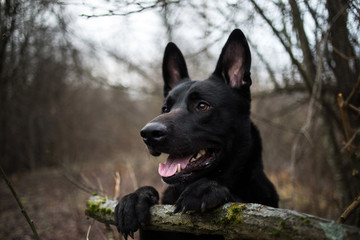 Portrait of cute mixed breed black dog walking on autumn meadow.