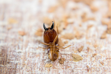 Termite on isolated wood background