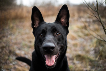Portrait of cute mixed breed black dog walking on autumn meadow.