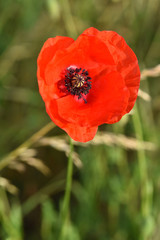 Fototapeta premium coquelicot fleur rouge vegetal nature champs 