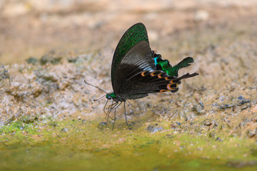 Fototapeta na wymiar Butterfly absorbing minerals from the soil. ( Paris Peacock)
