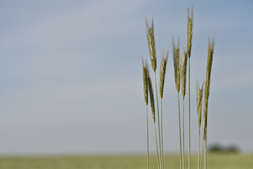 graminées allergie culture vert agriculture céréales
