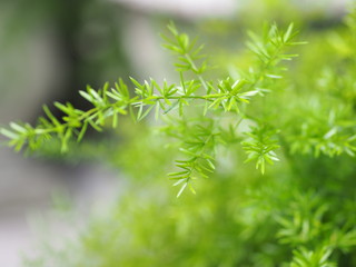 selection of focus Green leave beautiful blurred nature