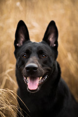 Portrait of cute mixed breed black dog walking on autumn meadow.