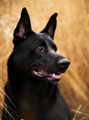 Portrait of cute mixed breed black dog walking on autumn meadow.