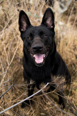 Portrait of cute mixed breed black dog walking on autumn meadow.