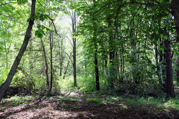 path in the forest