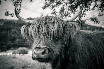 Acrylic prints Highland Cow highland cow in kinzig valley in black forest, germany