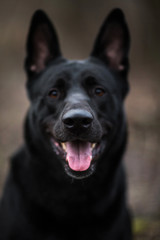 Portrait of cute mixed breed black dog walking on autumn meadow.