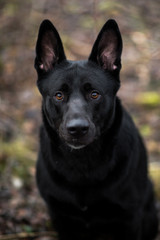 Portrait of cute mixed breed black dog walking on autumn meadow.