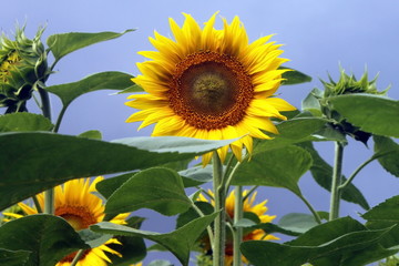 Beautiful yellow sunflower against sky close up