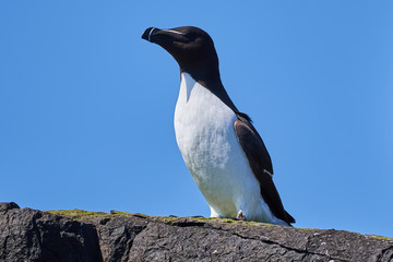 Fototapeta premium Razorbill bird against sky 
