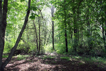 Obraz premium path in the forest