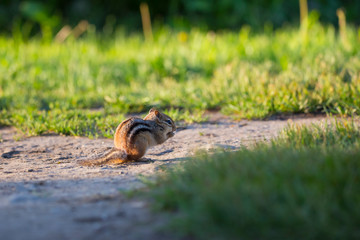  Adorable backlit eastern chipmunk crouching in profile eating at dawn, Léon-Provancher Marsh, Neuville, Quebec, Canada