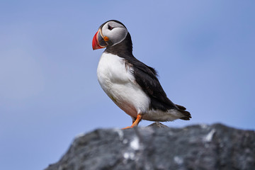 Puffin on clifftop in the Farne Islands