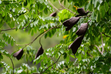 Afzelia xylocarpa is a tree from Southeast Asia. Nature forest, Hardwood for construction, Environment and the world, selective focus,  blur background