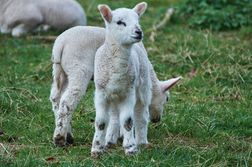 Naklejka na ściany i meble Spring new born lambs photographed in Buckinghamshire in the UK 