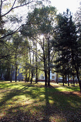 Obraz premium trees in the park