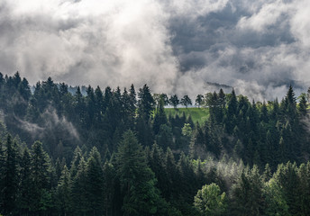 mystic trees in black forest, germany