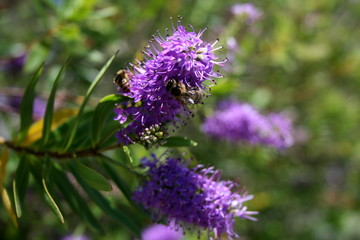 bee on flower