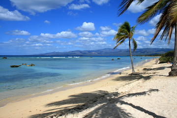 Obraz premium tropical beach with palm trees