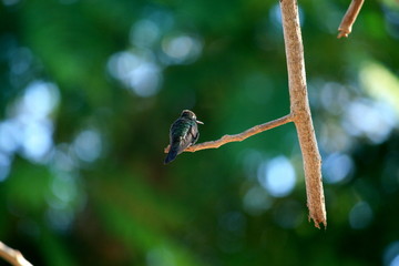 hummingbird