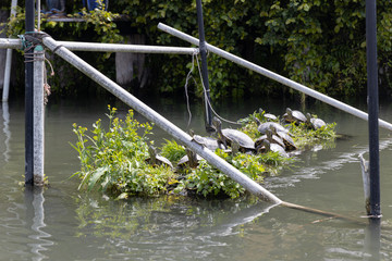 herd of turtle resting on pile at japan moat.