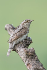 A wonderful and rare woodpecker, the Eurasian wryneck (Jynx torquilla)