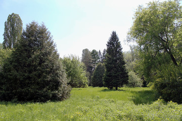 Obraz premium trees in the park