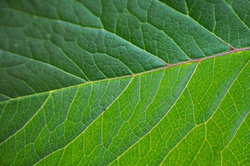 Texture of a green leaf showing cells and veins