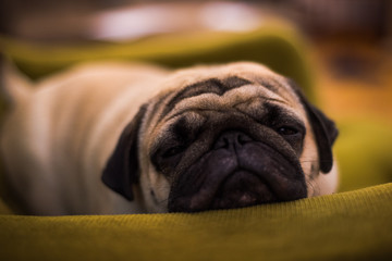 Pug on sofa