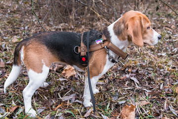 A smart beagle puppy on a walk in the city Park. Tricolor Beagle puppy is watching a peaceful...