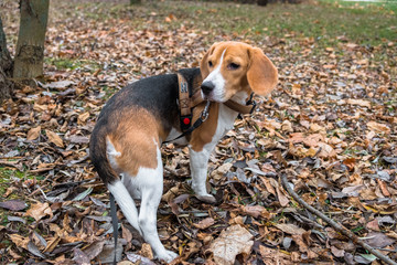 A smart beagle puppy on a walk in the city Park. Tricolor Beagle puppy is watching a peaceful...