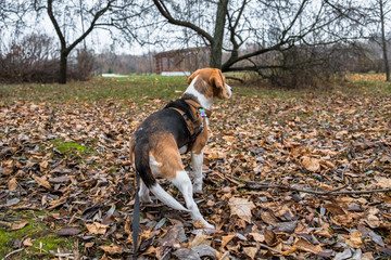 A smart beagle puppy on a walk in the city Park. Tricolor Beagle puppy is watching a peaceful...
