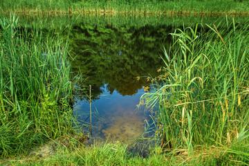 Obraz premium view of the water of the river from the green bank in summer