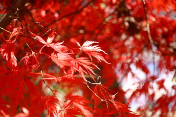 紅葉