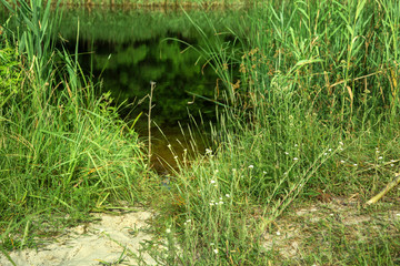view of the water of the river from the green bank in summer