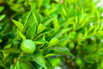 Green orange tree fruit ripening on its branch - Croatia, island Brac