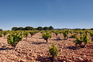 Vineyards Riperind under the summer sun