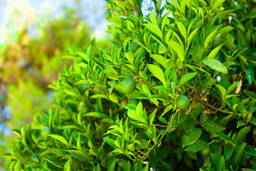 Green fruits of orange tree ripening on its branch - Croatia, island Brac