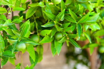 Green fruit of orange tree ripening on a branch - Croatia, island Brac