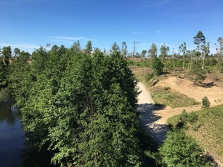 drzewa las bory bory tucholskie las las sosnowy sosny lato © Dariusz